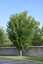 Load image into Gallery viewer, American Elm Tree - Roanoke Landscape Supply - 
