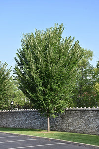 American Elm Tree - Roanoke Landscape Supply - 