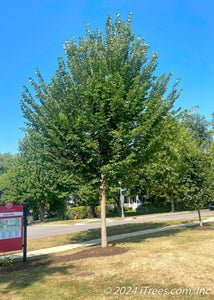 American Elm Tree - Roanoke Landscape Supply - 