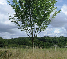 Load image into Gallery viewer, American Elm Tree - Roanoke Landscape Supply - 
