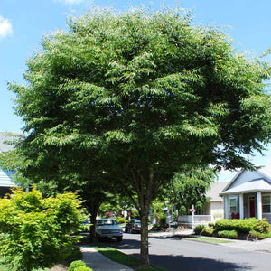 Green Vase Zelkova - Roanoke Landscape Supply - 