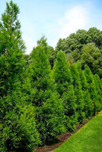 Load image into Gallery viewer, Japanese Cedar - Roanoke Landscape Supply - 15 gallon
