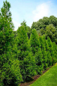 Japanese Cedar - Roanoke Landscape Supply - 15 gallon