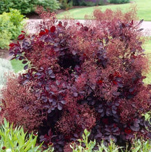 Load image into Gallery viewer, Royal Purple ‘Smoke Tree’ - Roanoke Landscape Supply - 
