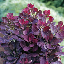 Load image into Gallery viewer, Royal Purple ‘Smoke Tree’ - Roanoke Landscape Supply - 
