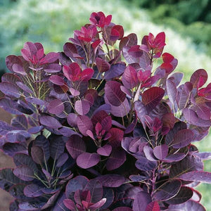 Royal Purple ‘Smoke Tree’ - Roanoke Landscape Supply - 