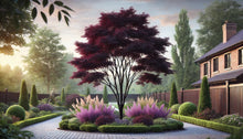 Load image into Gallery viewer, Royal Purple ‘Smoke Tree’ - Roanoke Landscape Supply - 
