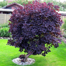 Load image into Gallery viewer, Royal Purple ‘Smoke Tree’ - Roanoke Landscape Supply - 
